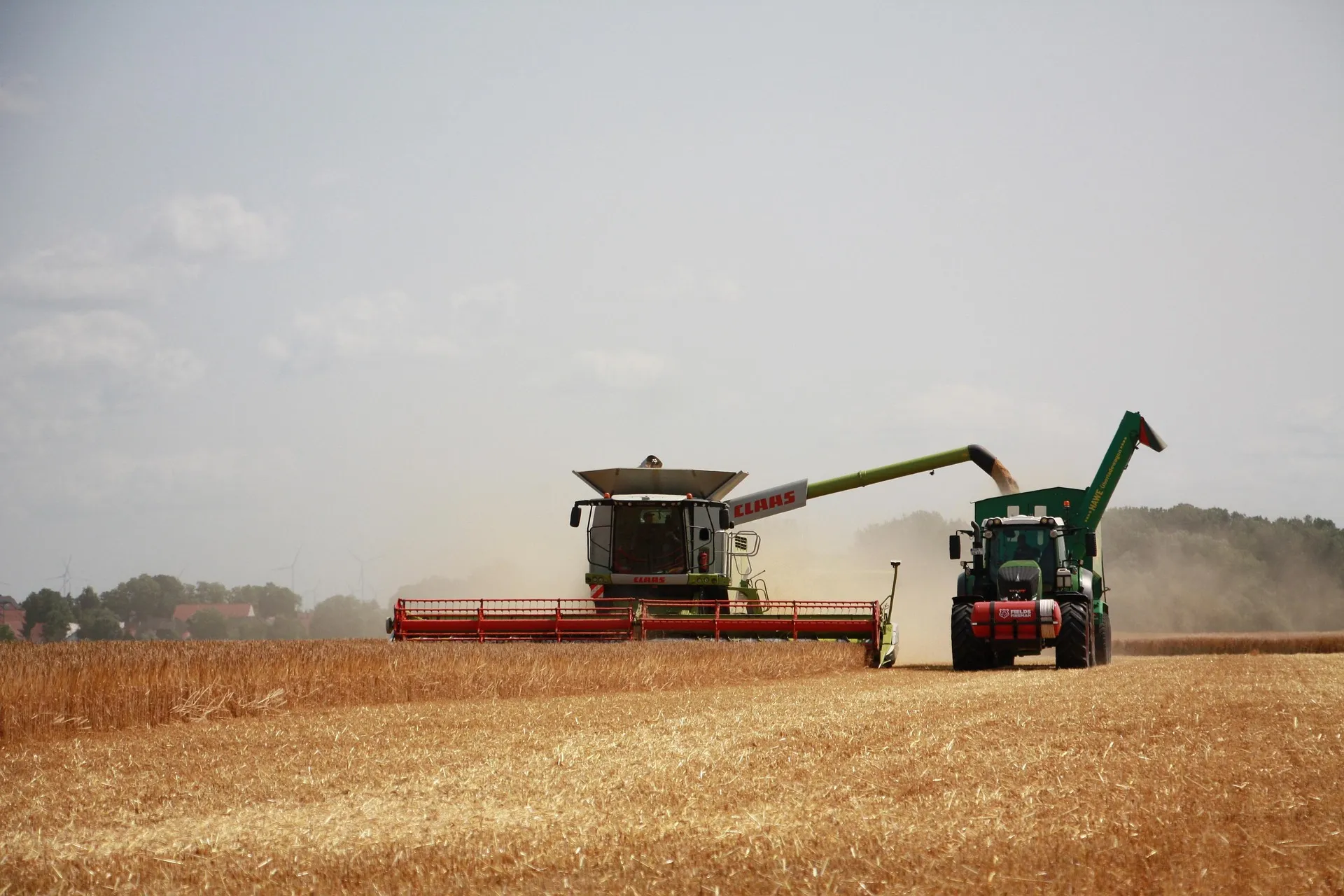 Combine harvester during the grain harvest