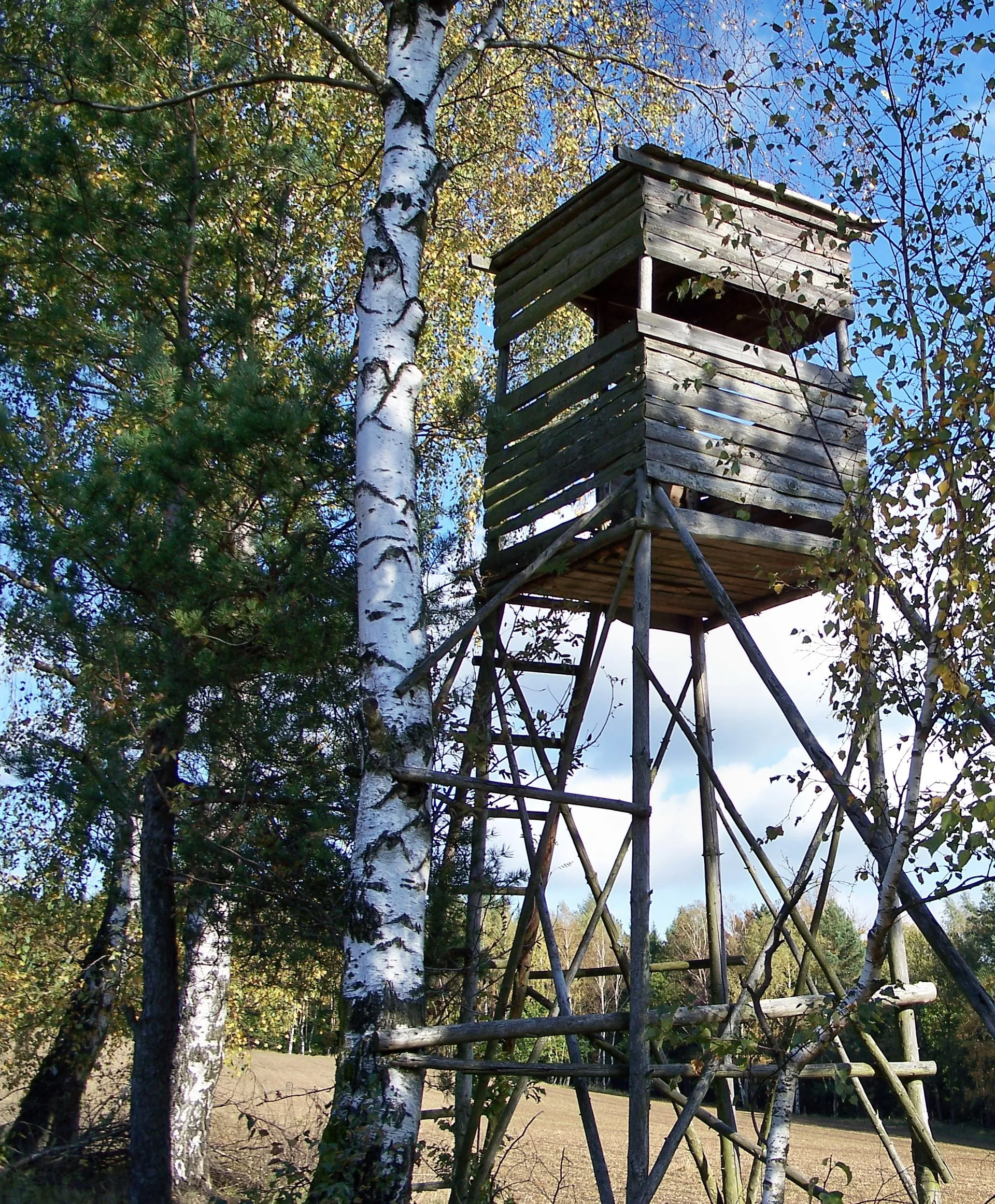 Raised hide at the edge of the forest
