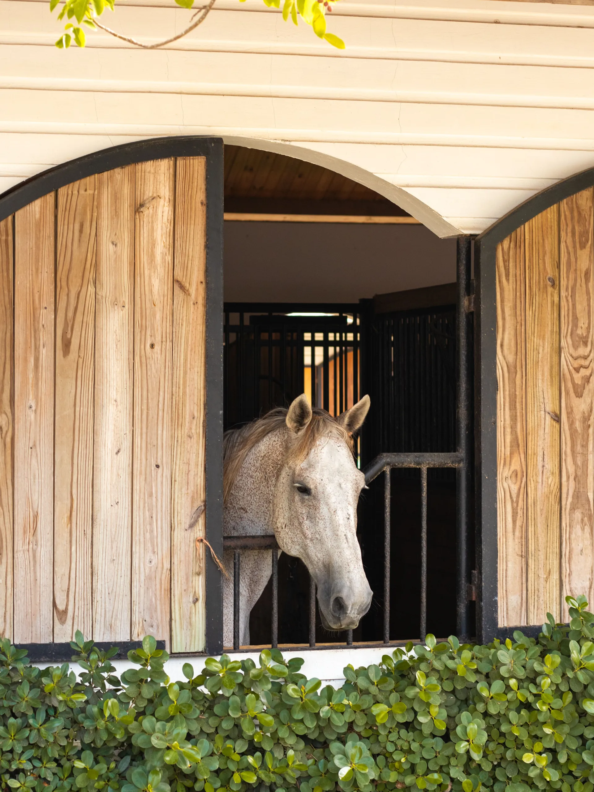 Horse at the stable window