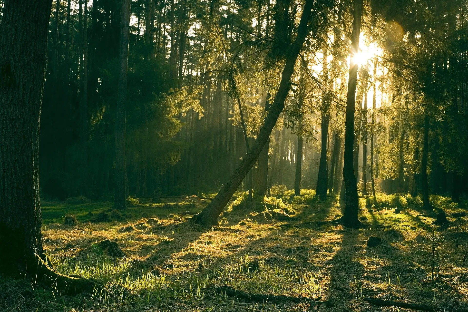 Pine forest against the light